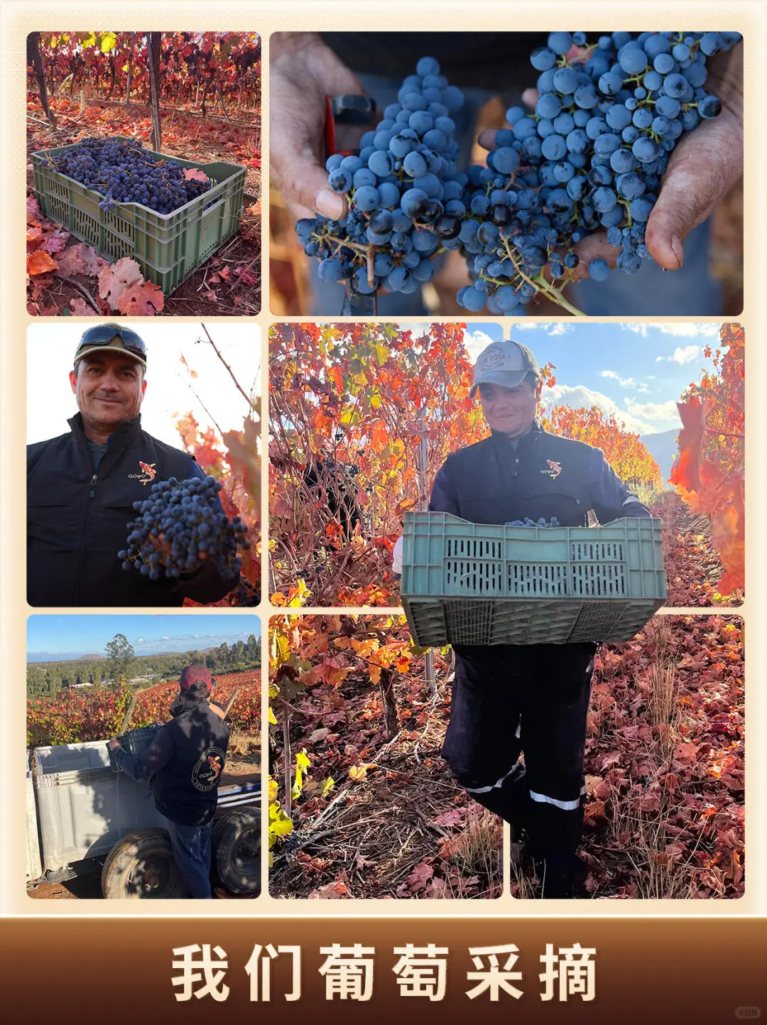 酒庄直供！源头发货！真正没有中间商！