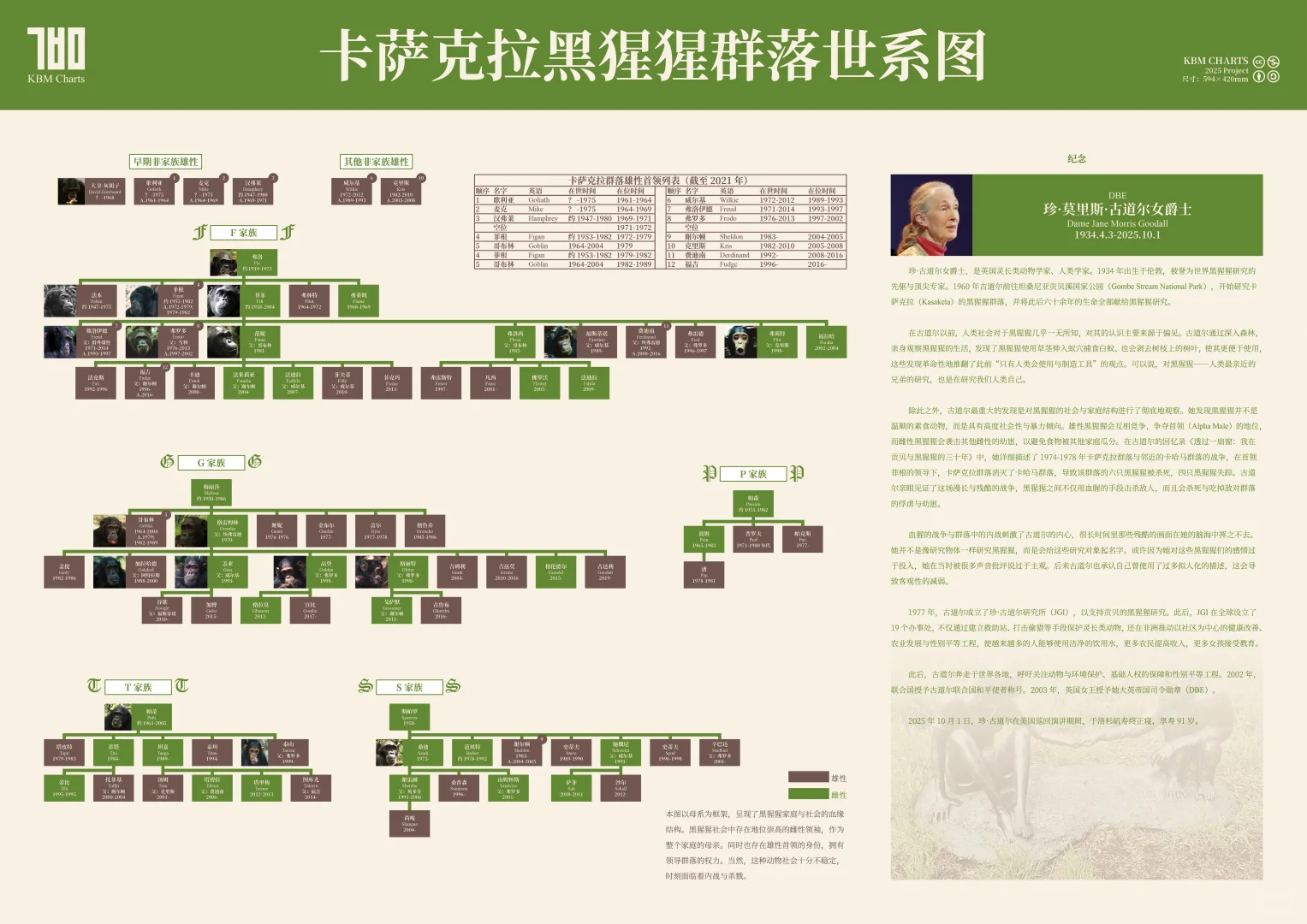 纪念珍·古道尔：卡萨克拉黑猩猩群落世系