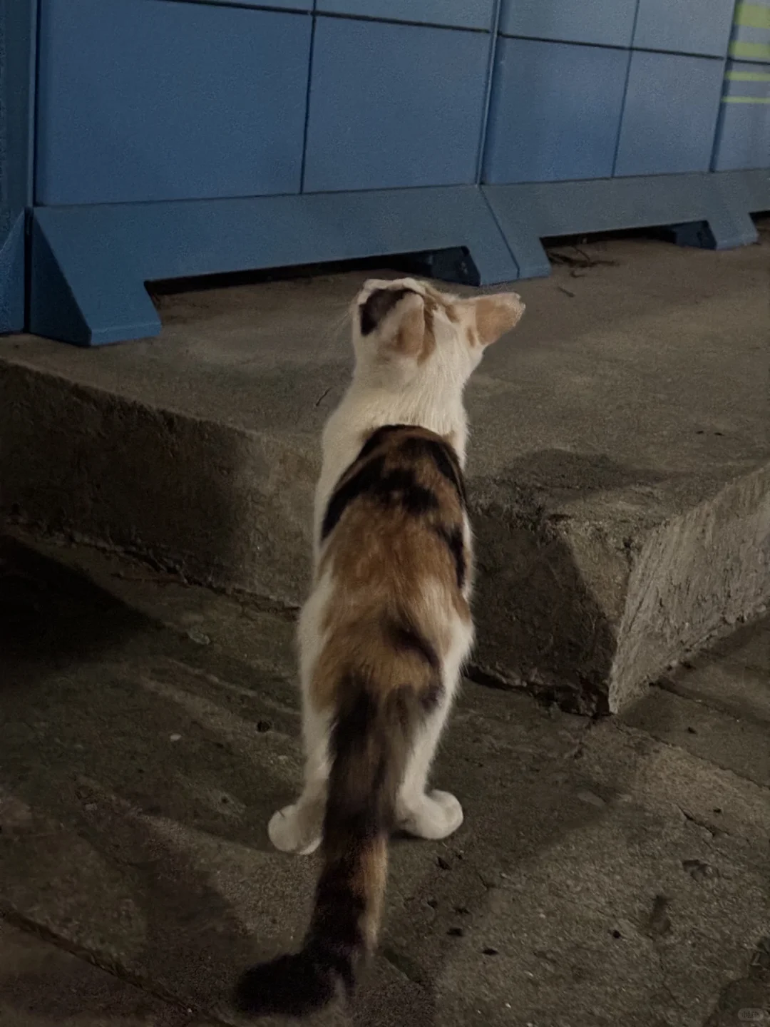 好漂亮的杏仁奶?