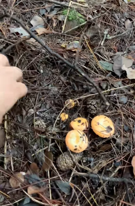 好多菌子