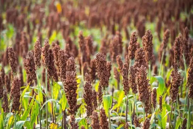 高粱之谜：为何它成为白酒酿造的首选？