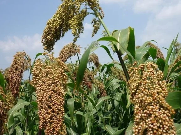 喝高粱酒到底有什么好处呢？