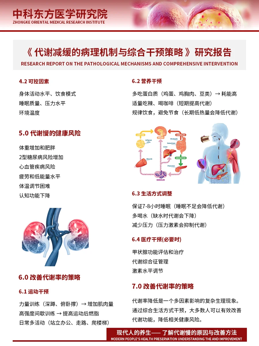 《代谢减缓的病理机制与综合干预策略》研究