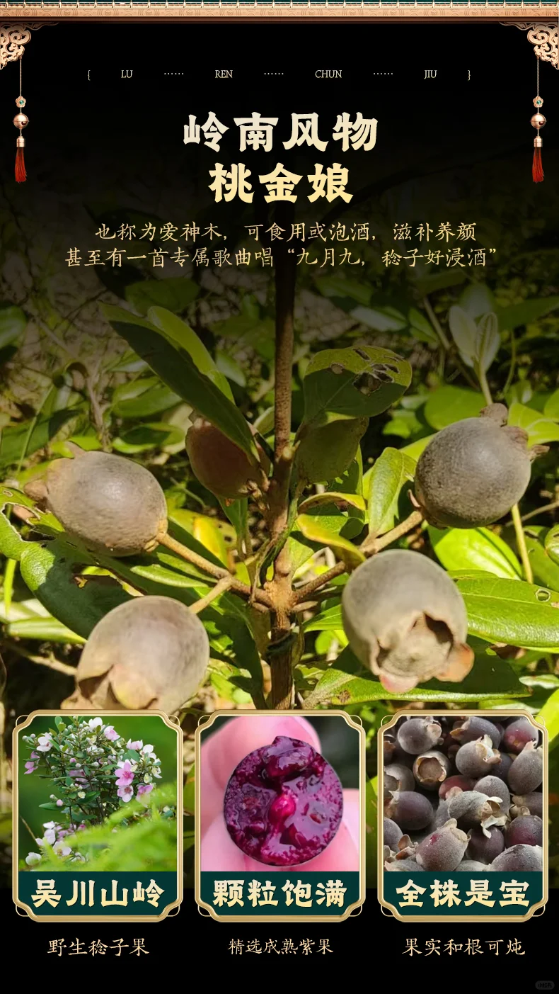 鹿稔春·鹿雅酒：岭南灵蕴凝琼浆滋补天花板