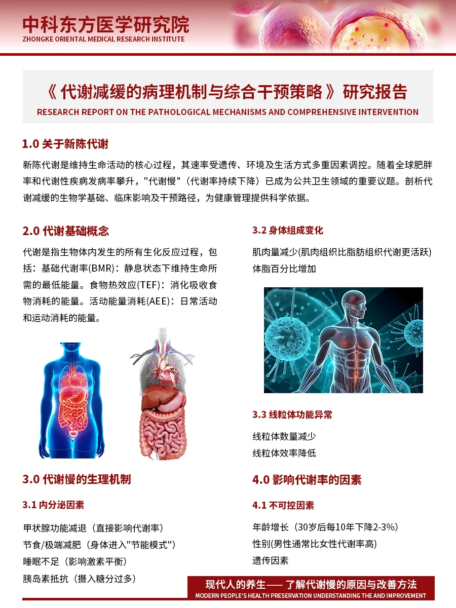 《代谢减缓的病理机制与综合干预策略》研究