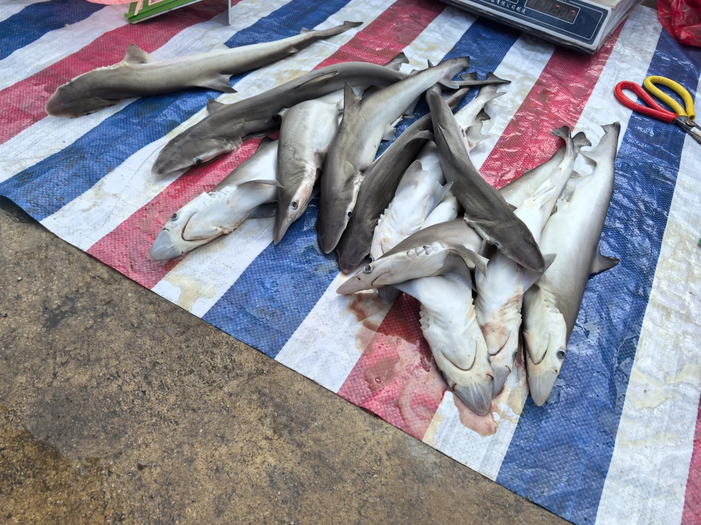 钦州犀牛镇丝罗市场买逛攻略