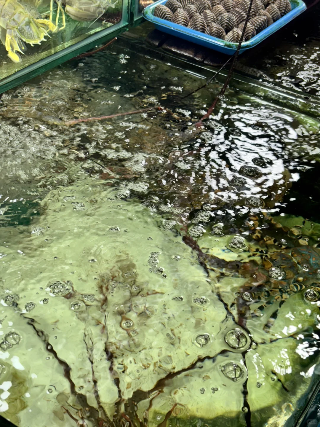 ??普吉岛这家海鲜市场,成功砍价攻略❗️