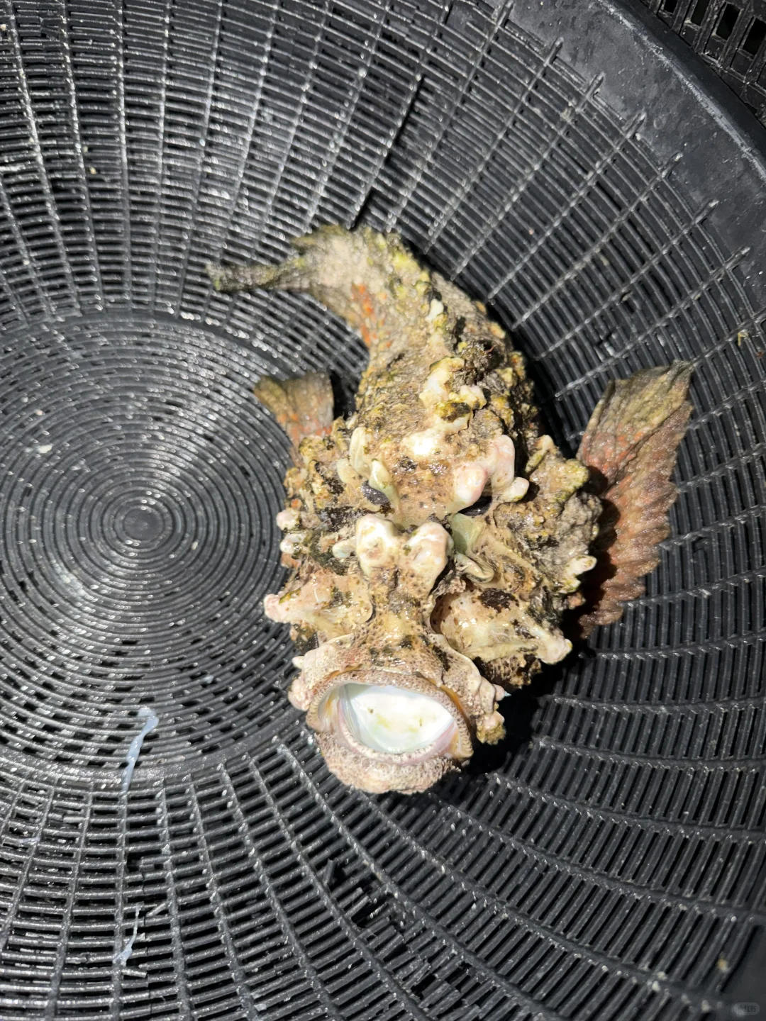 仙本那海鲜砍价价格参考