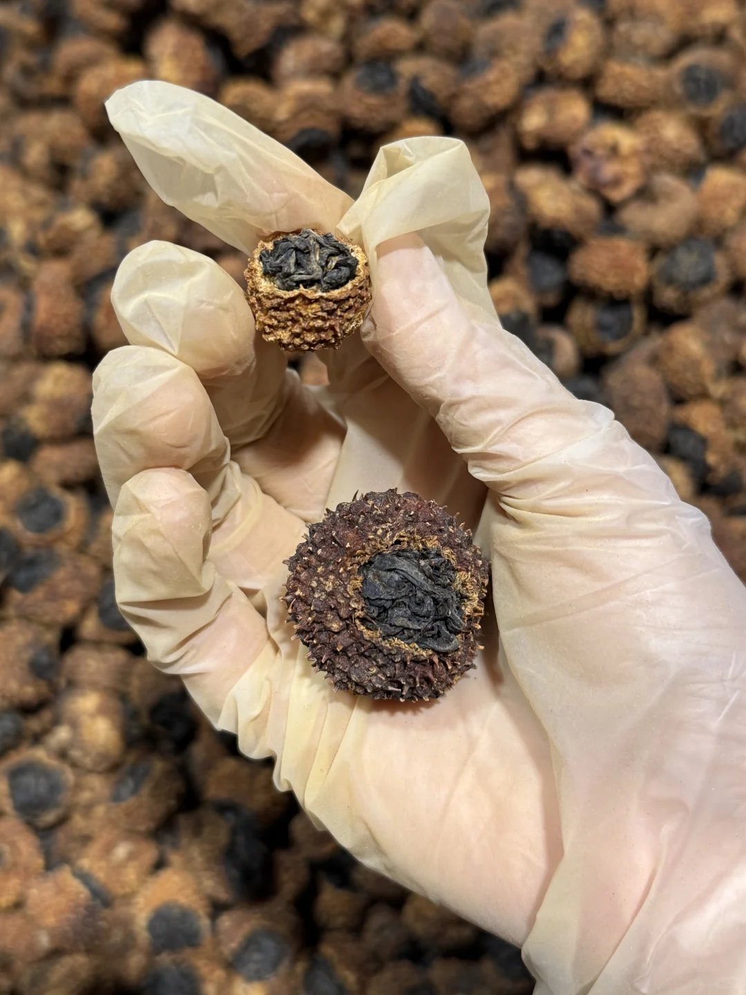 虽然颜色黑，但是维C爆棚！板栗香型