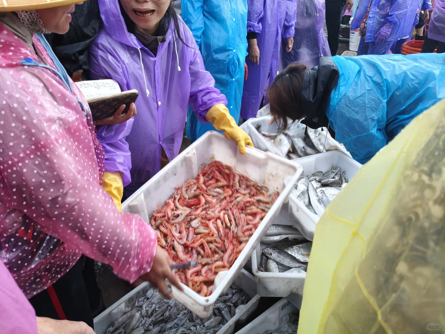 陵水新村码头!本地妹带买海鲜+加工,省一