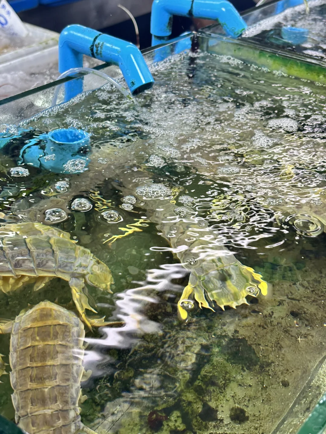 ??普吉岛这家海鲜市场,成功砍价攻略❗️