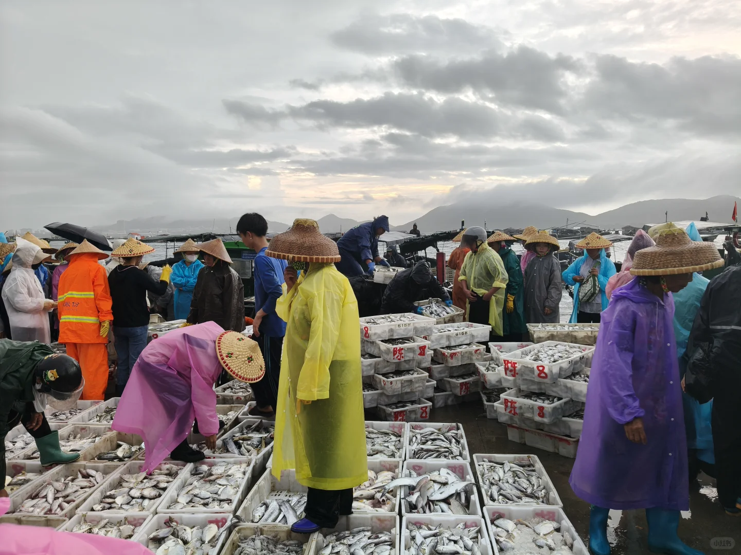 陵水新村码头!本地妹带买海鲜+加工,省一