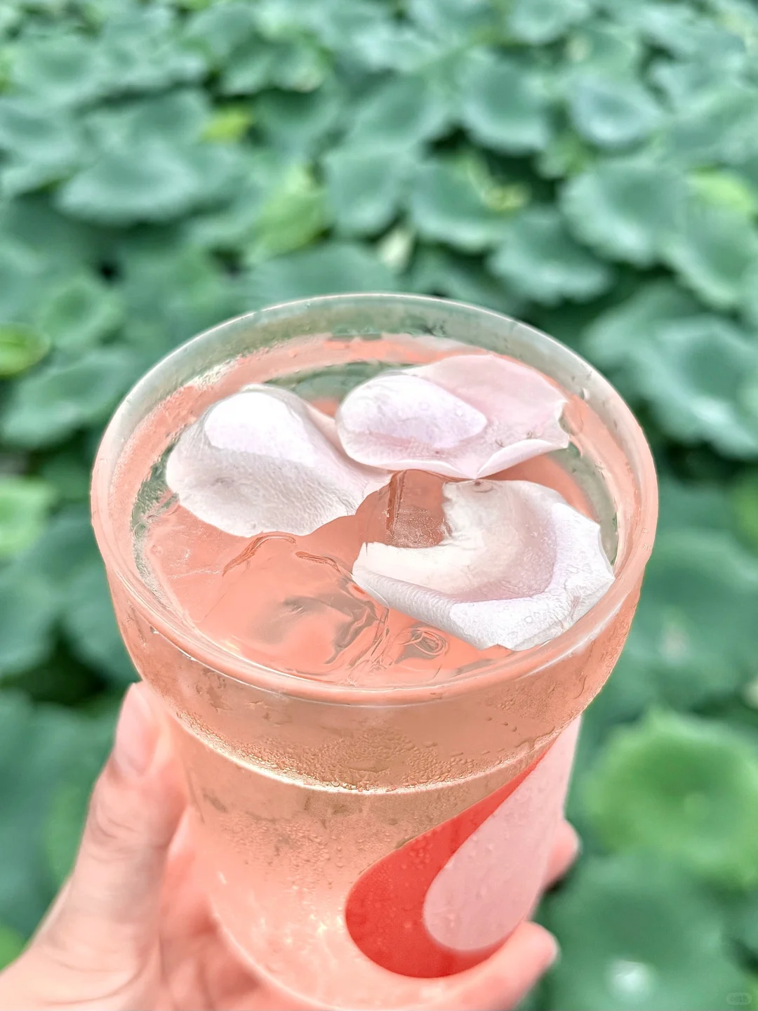 你以为的养生玫瑰花茶，可能正在慢性毁容