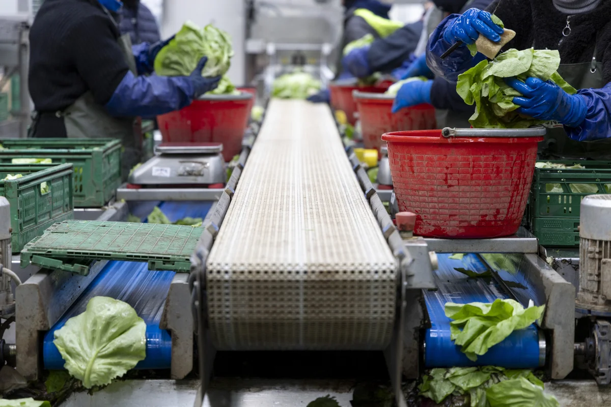 果蔬加工技术解决方案，净菜加工的工艺流程