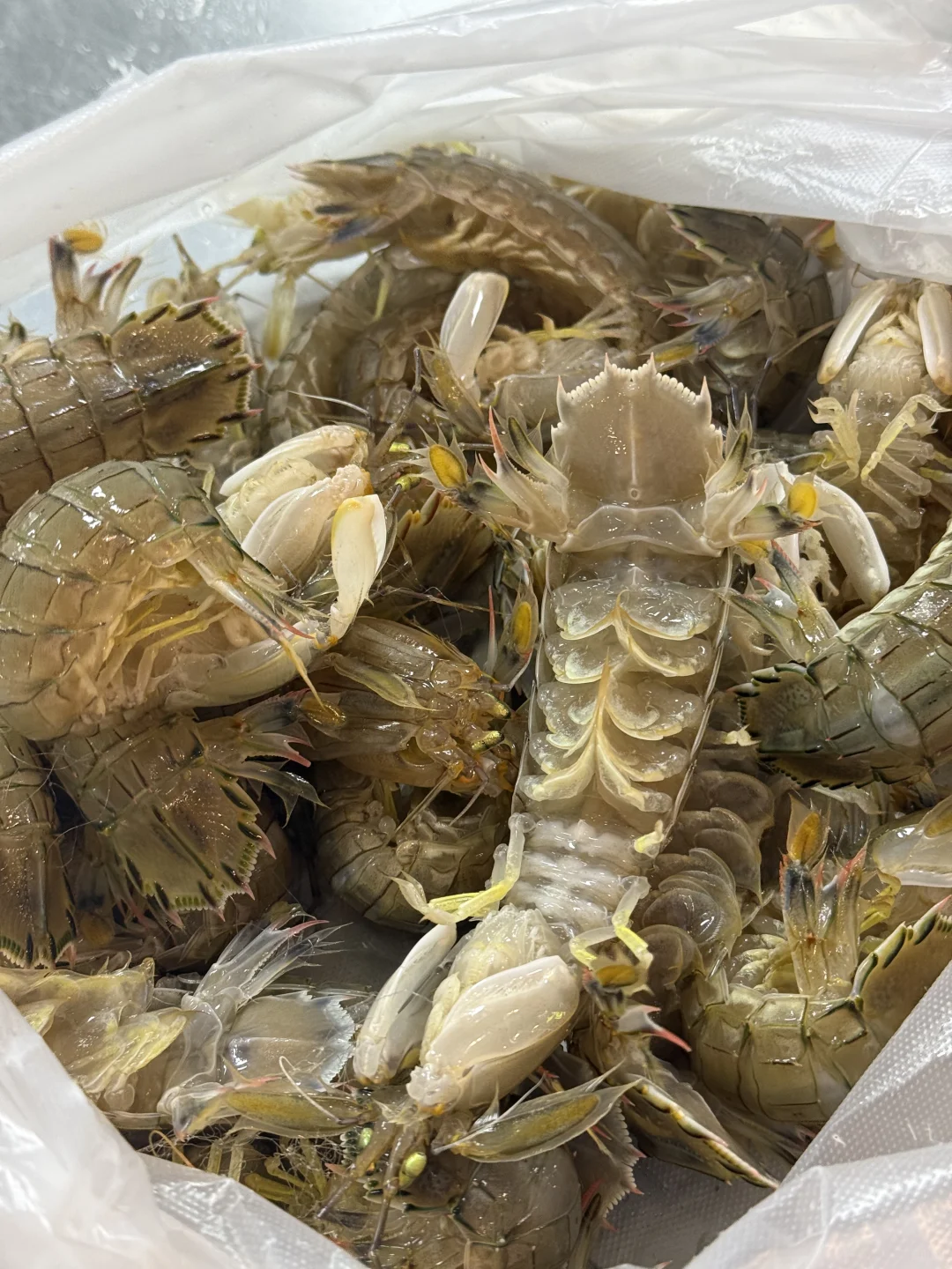 青岛海鲜坠肥的季节｜海鲜加工最全攻略来啦