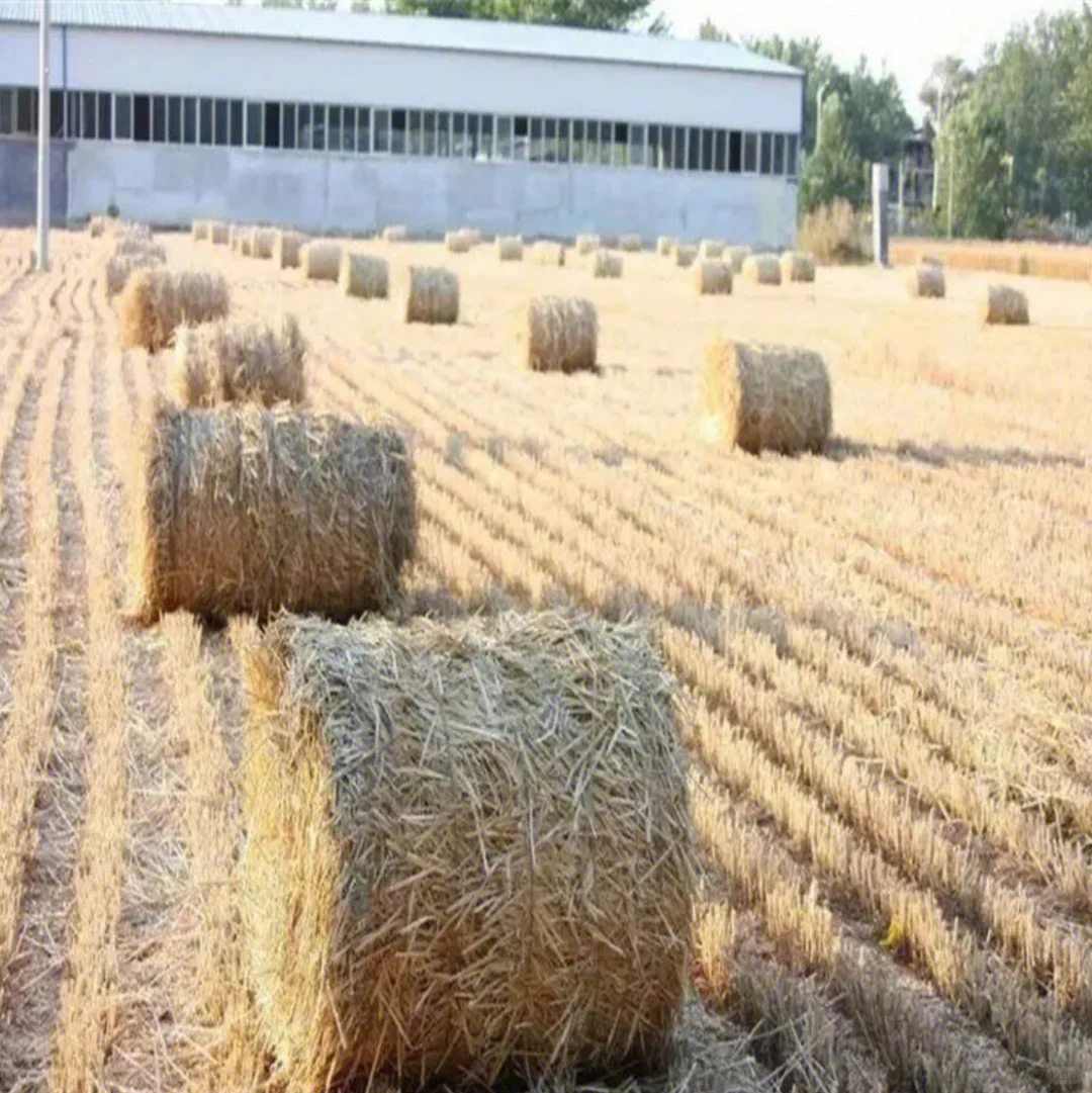 麦秸秆,环保材料新宠儿