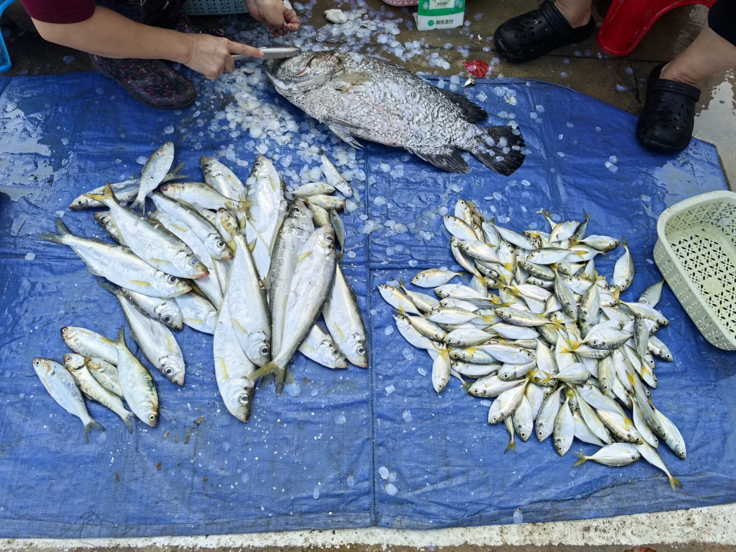 钦州犀牛镇丝罗市场买逛攻略