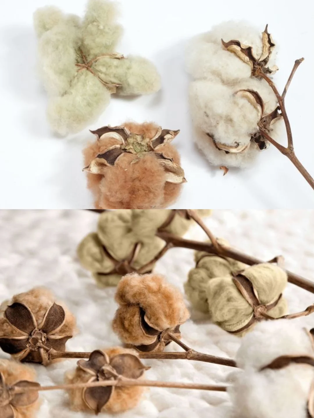 素粉反馈｜天然有机彩棉：给家人纯粹暖暖的爱