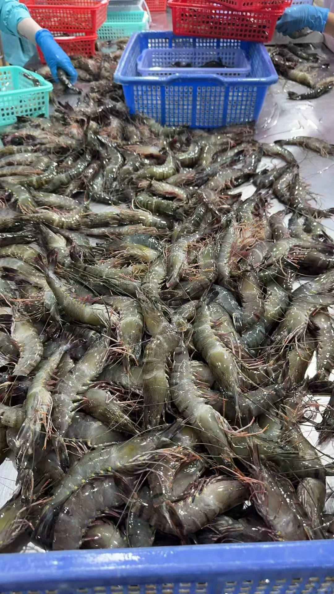 黑虎虾～生产线流程