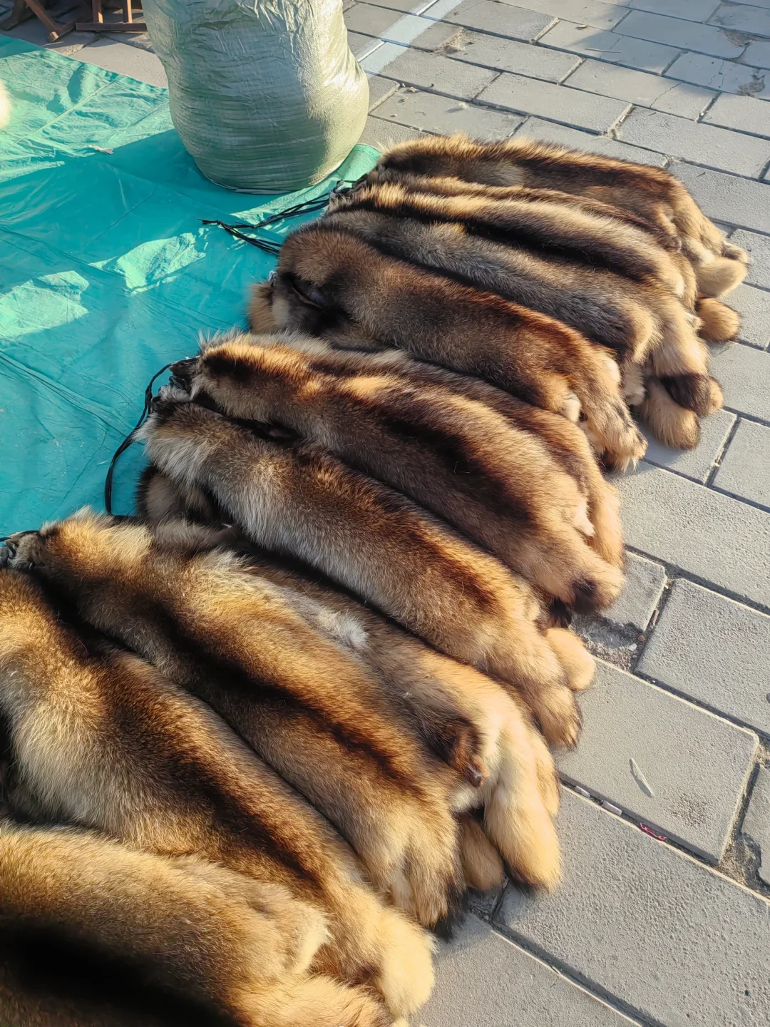 这才是真正的皮草源头。