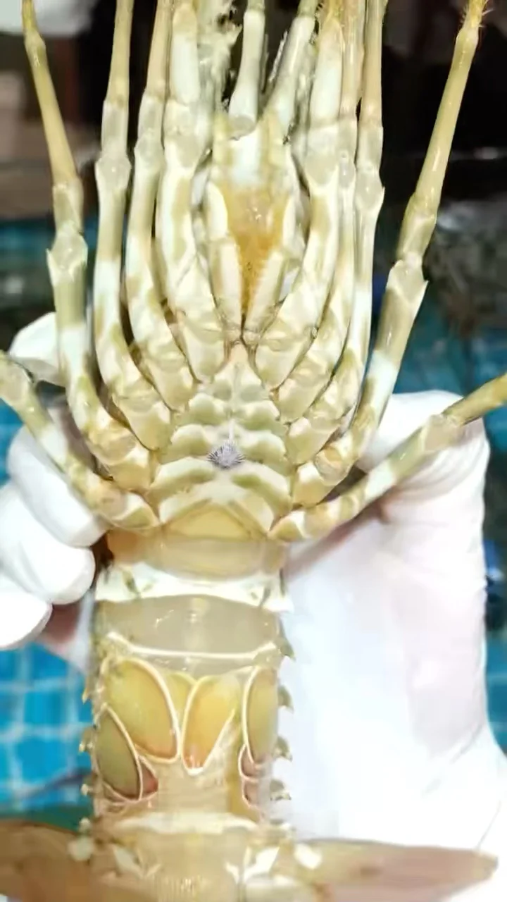 落地北海直奔这个市场！本地人私藏的宝藏摊