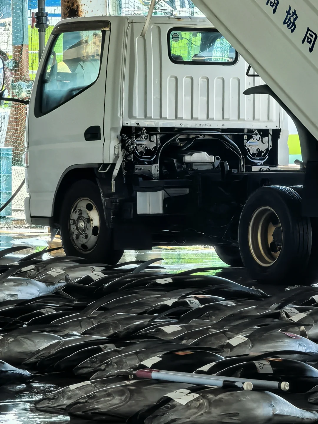 和歌山海鲜控必收!三大市场测评逛吃攻略