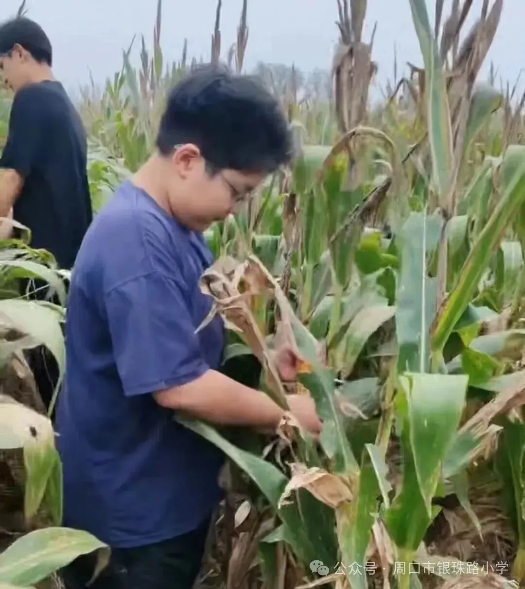 【劳动绘双节，文化传承伴成长】