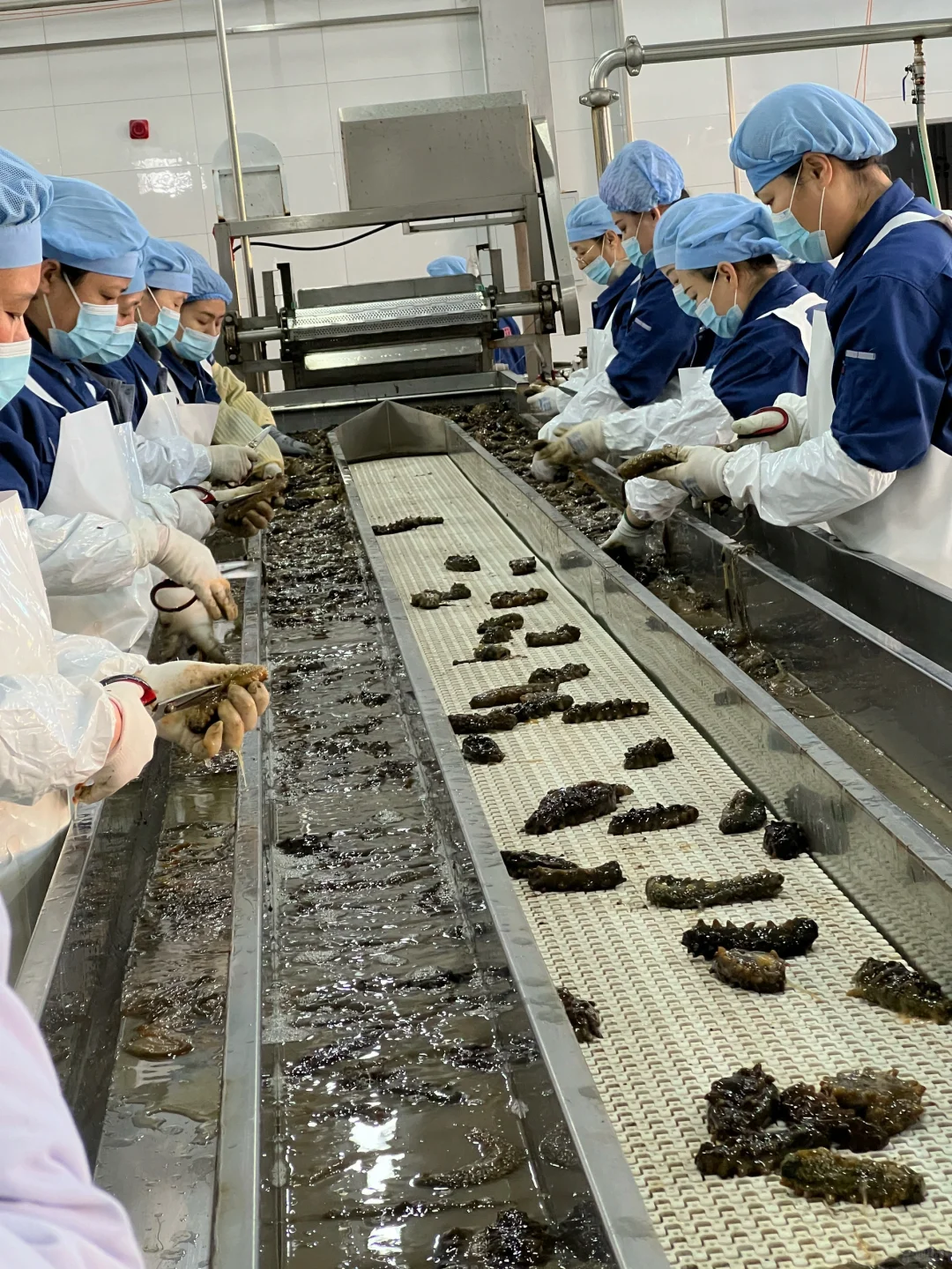 大连海参学习和考察工厂溯源之旅