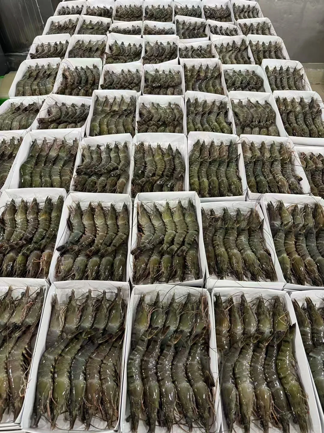 黑虎虾～生产线流程