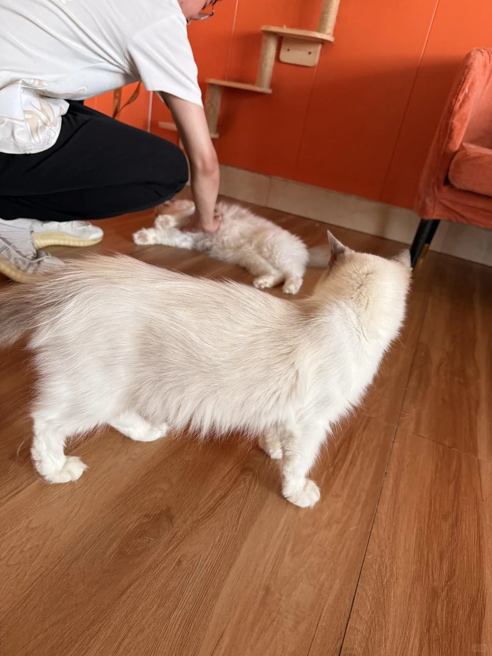 麦富迪这波宠娃操作，直接让我重新认识它！