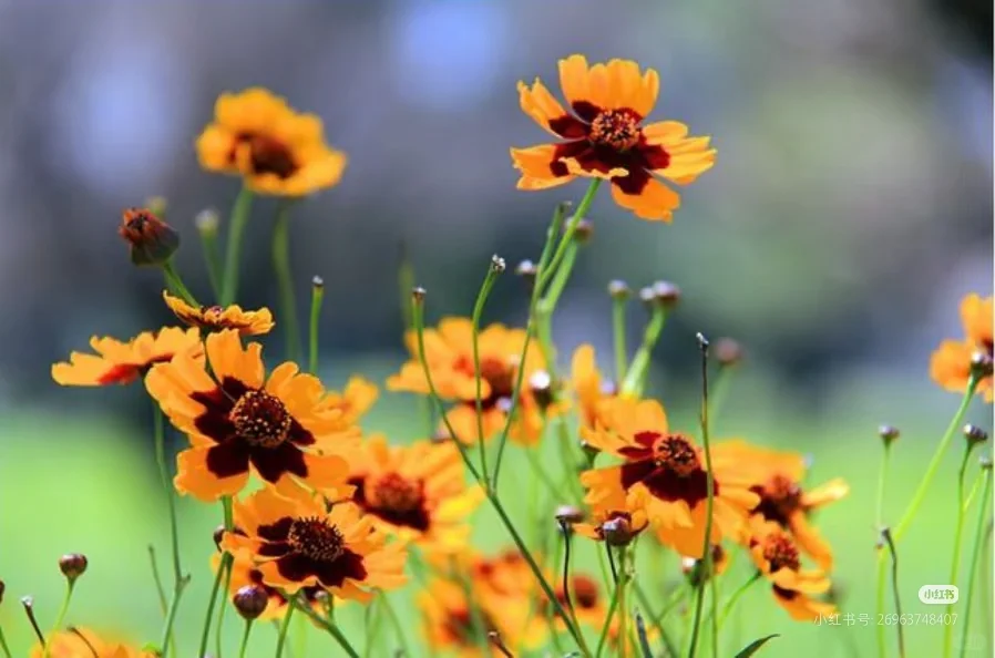 喝到的是雪菊，托起的是新疆???