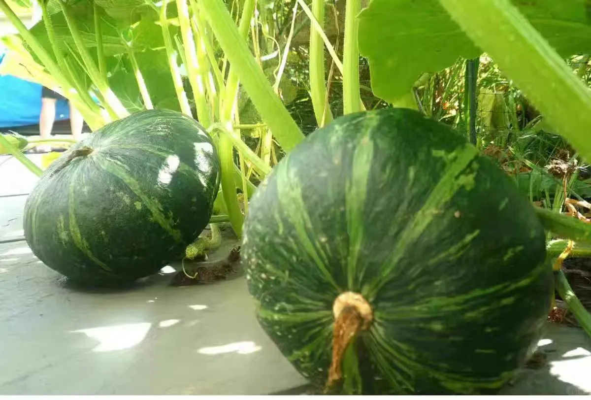 邮政助农，用我们自己的力量