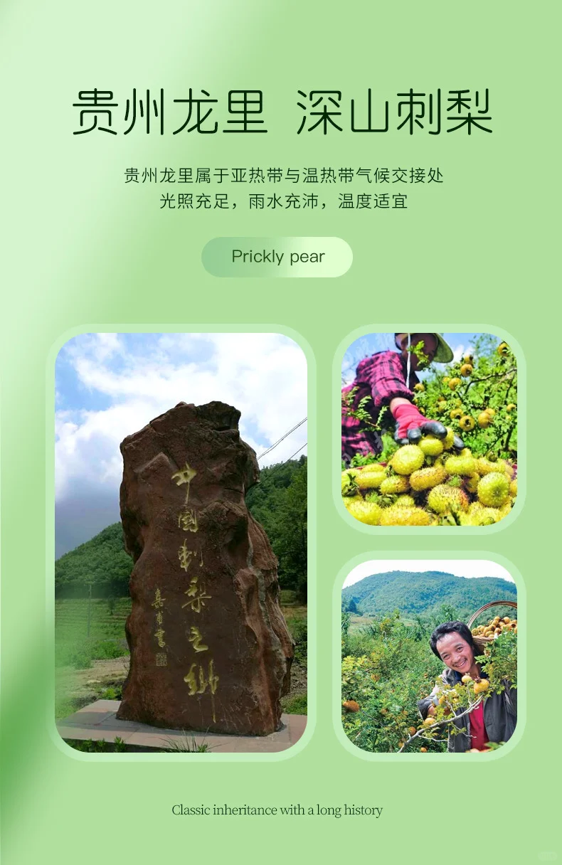 “维 C 黄金液”之刺梨