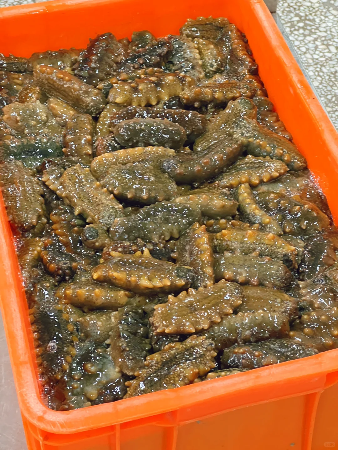 大连海参学习和考察工厂溯源之旅