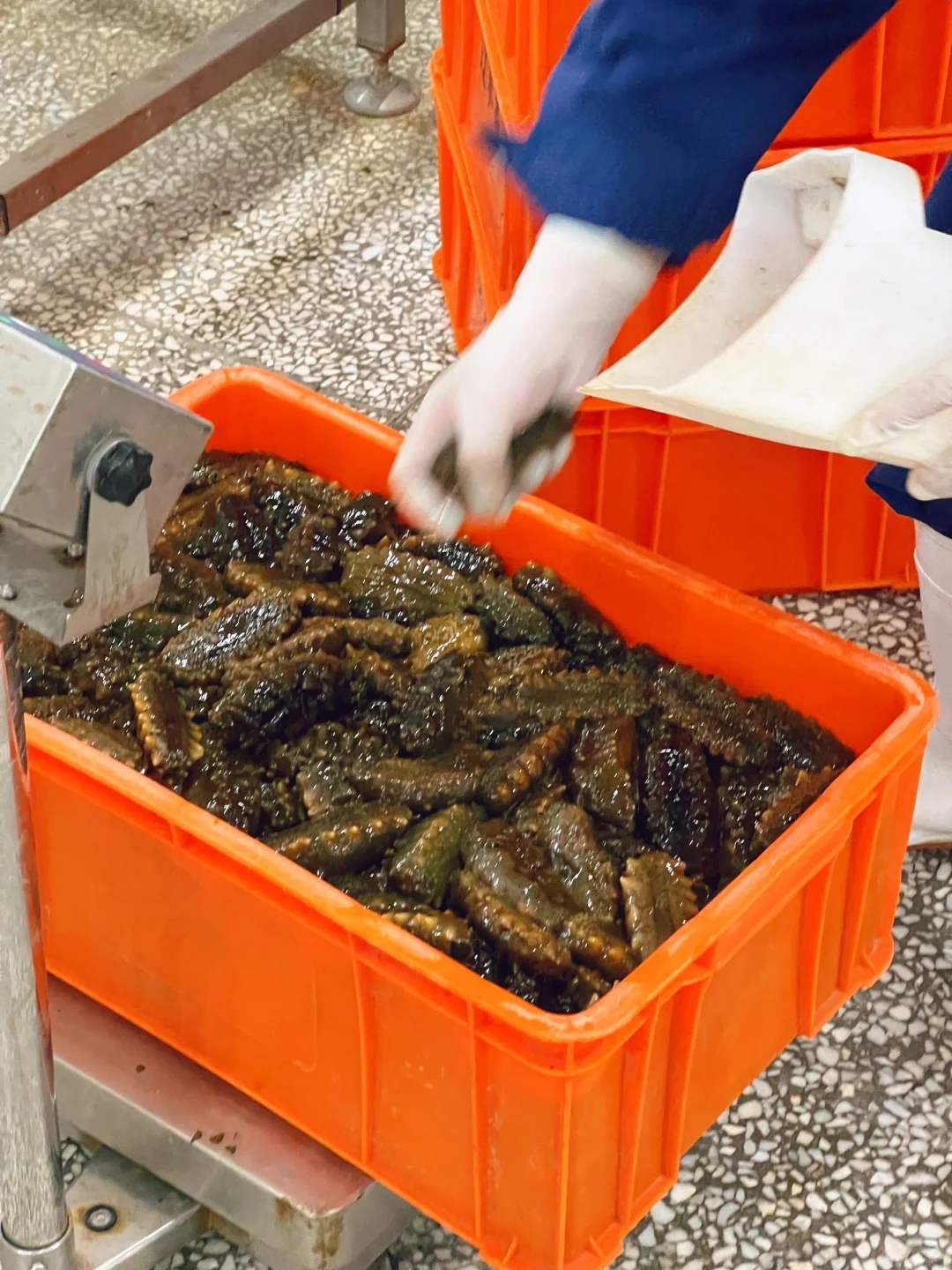 大连海参学习和考察工厂溯源之旅