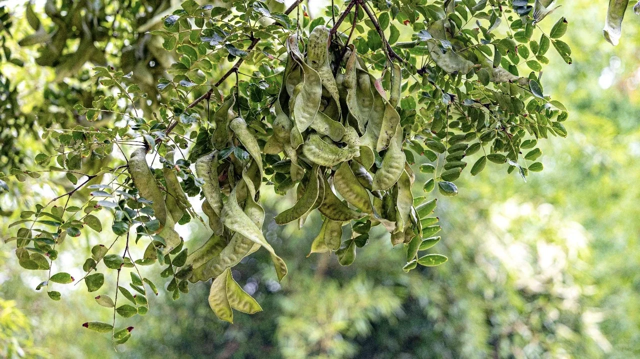 2025年新皂角米上新-助农产品