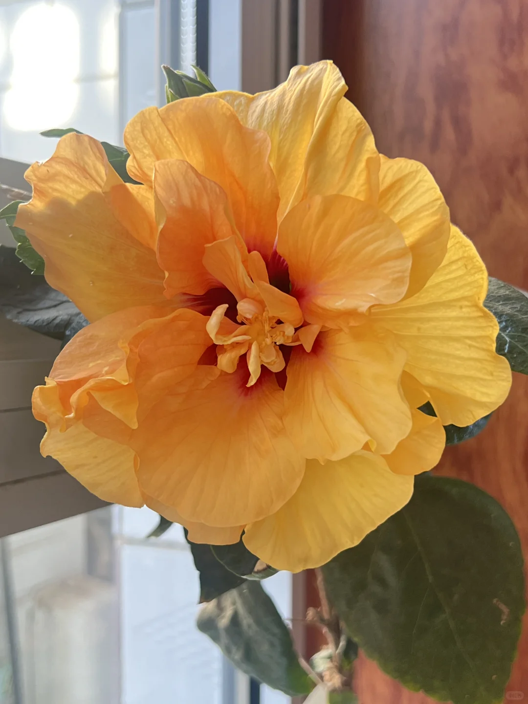 北五女师建辉烧鸡