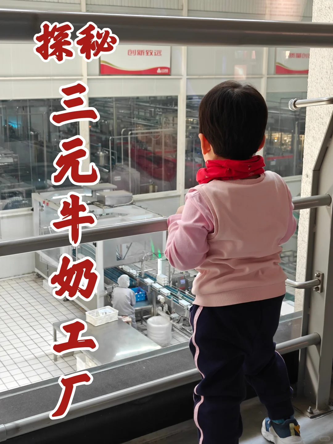 科普教育！原来我们喝的牛奶是这样来的！