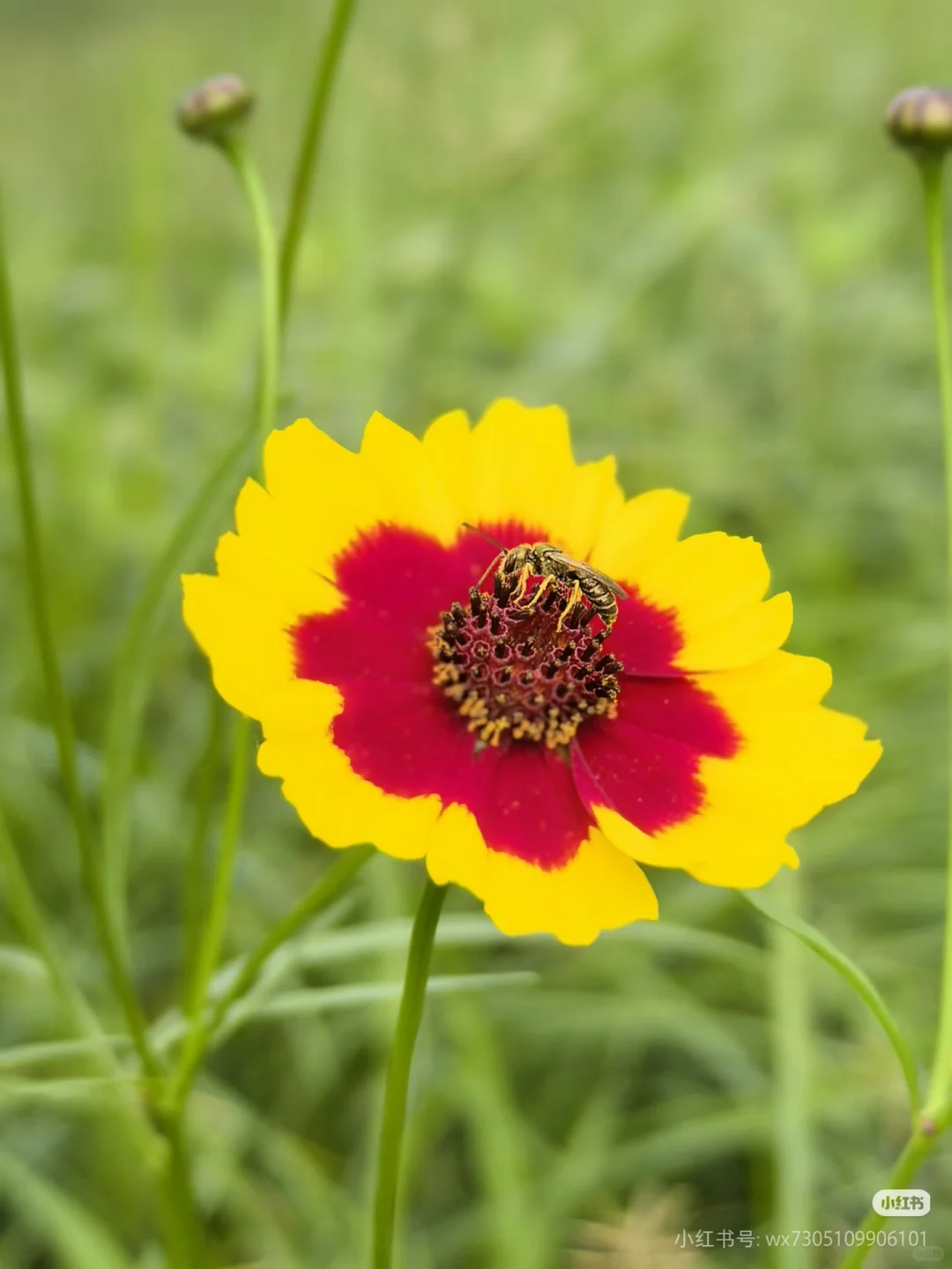 喝到的是雪菊，托起的是新疆???