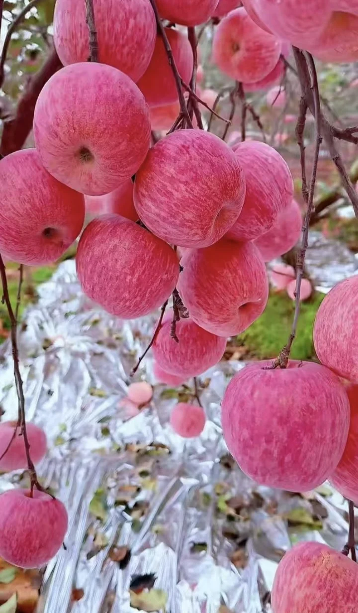 【助农】水果中并不普通的“普通人”