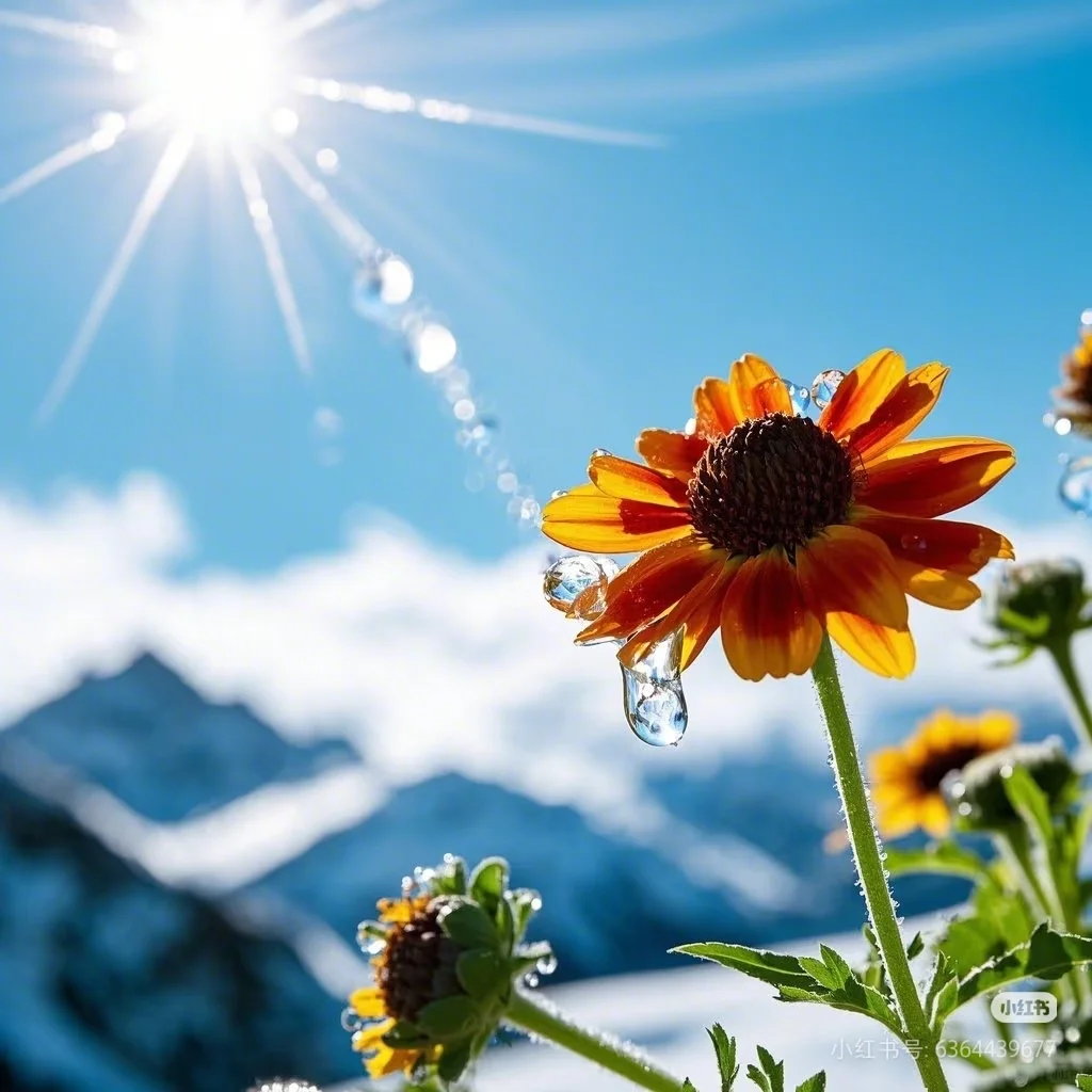 喝到的是雪菊，托起的是新疆???