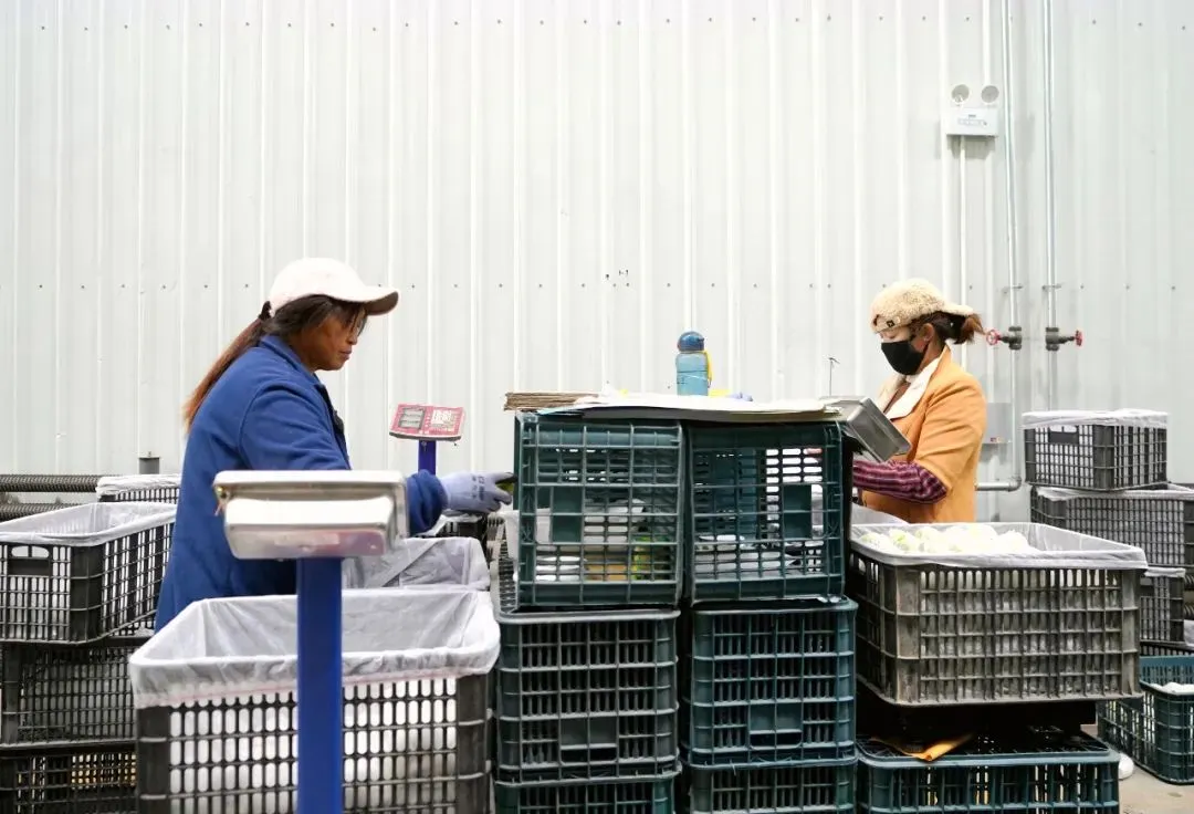 特色林果绘锦绣，企业奋进奏强音