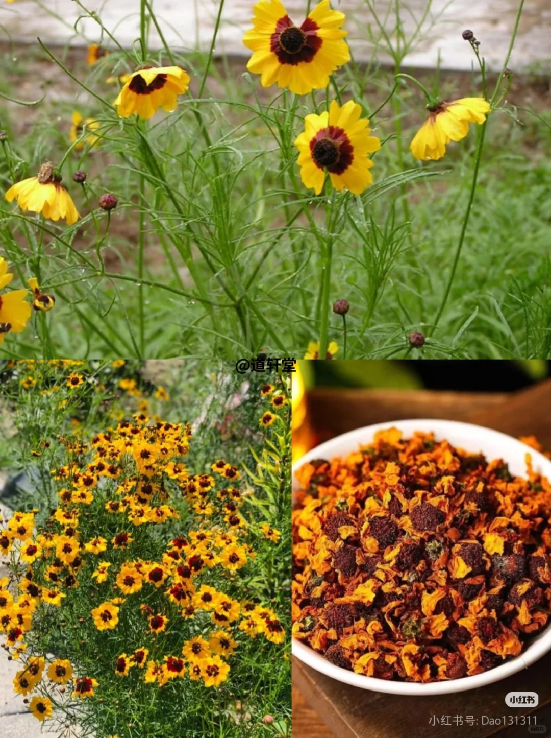 喝到的是雪菊，托起的是新疆???