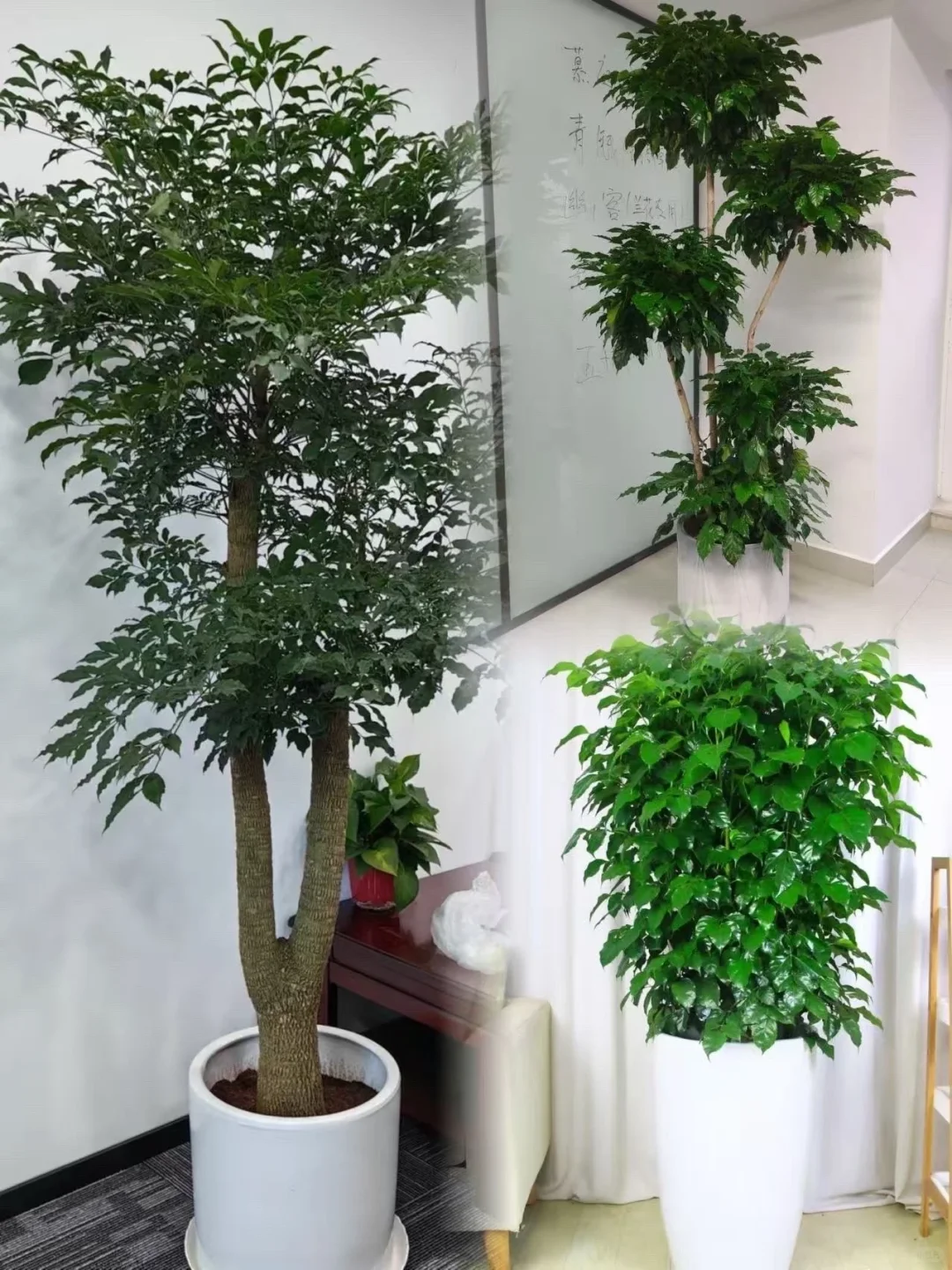 北京企业/活动绿植租摆｜专业花艺师量身定制