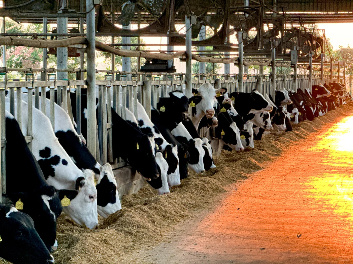 希腊干巴酸奶工厂也要用最传统的制作方式