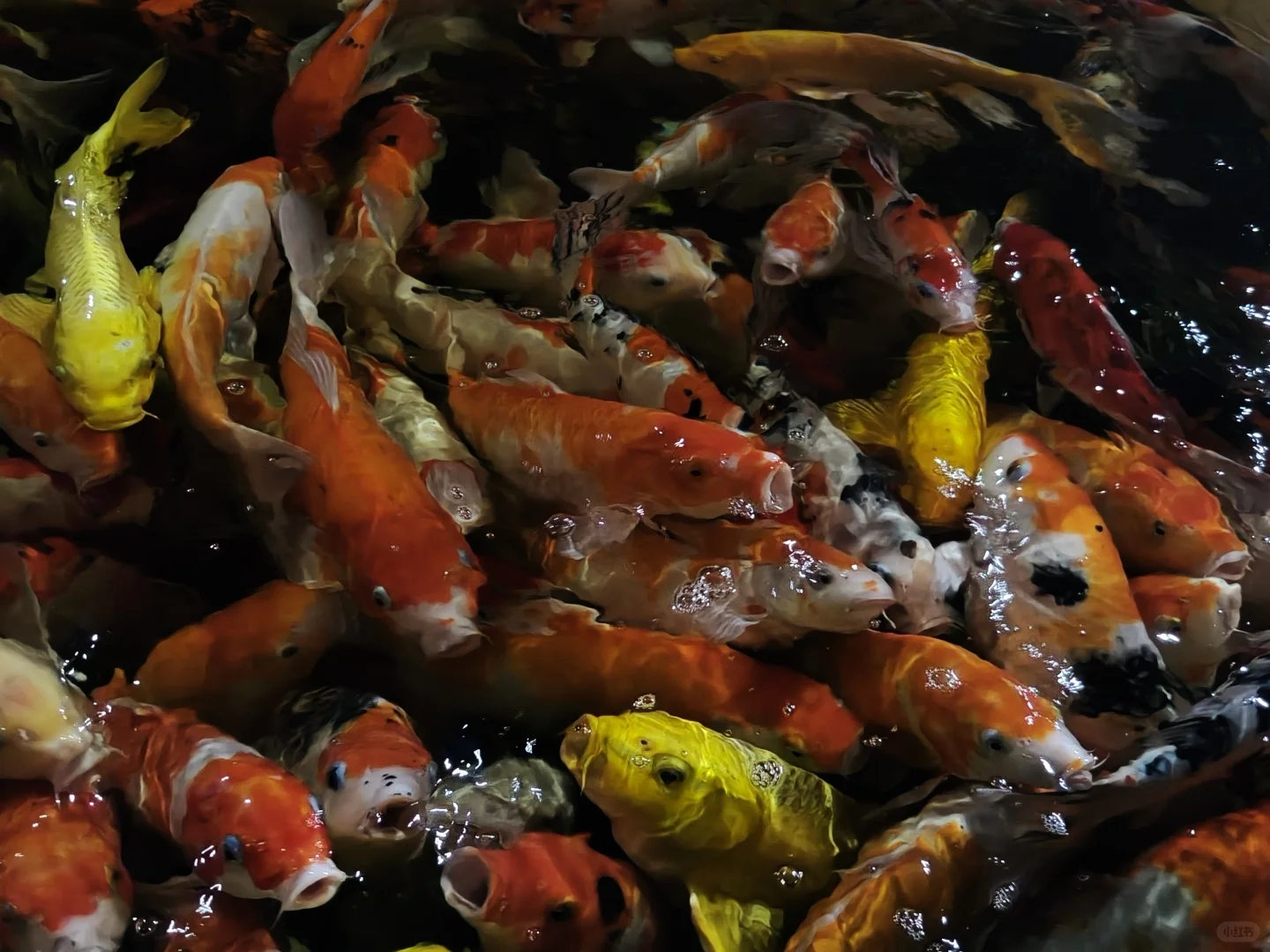 大东方金融助贷