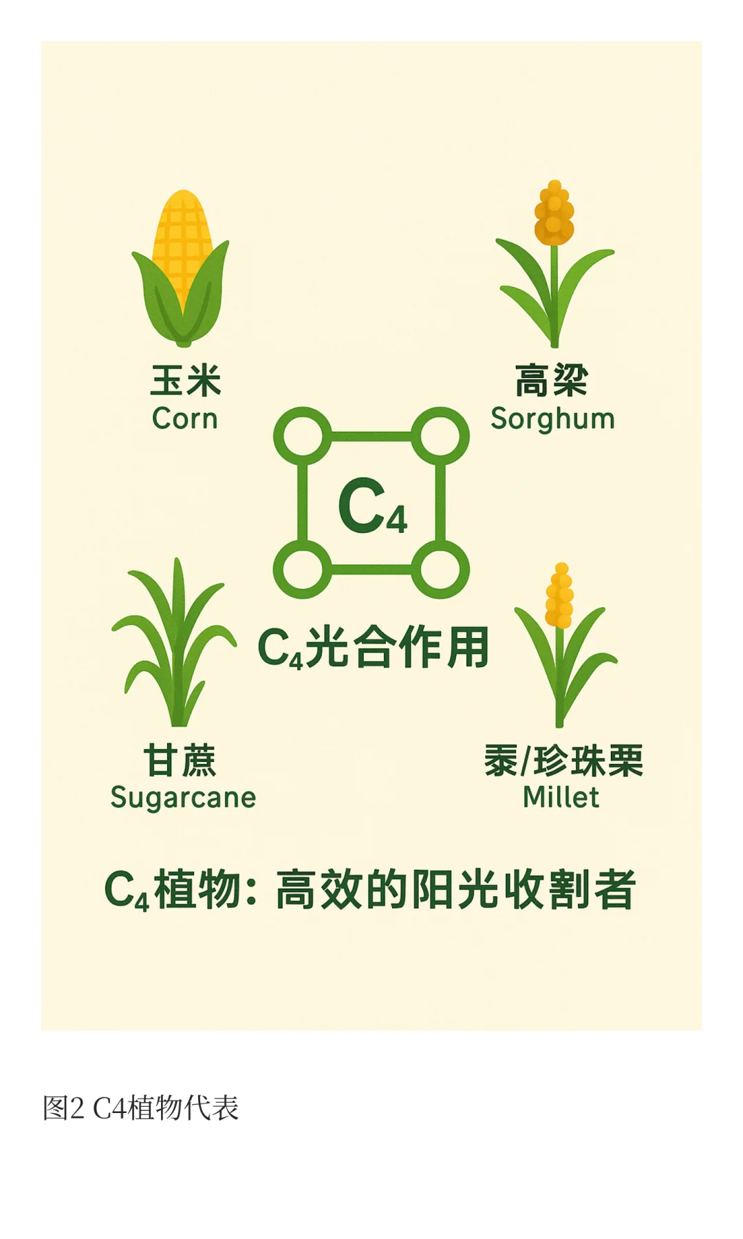 玉米的生产与贸易
