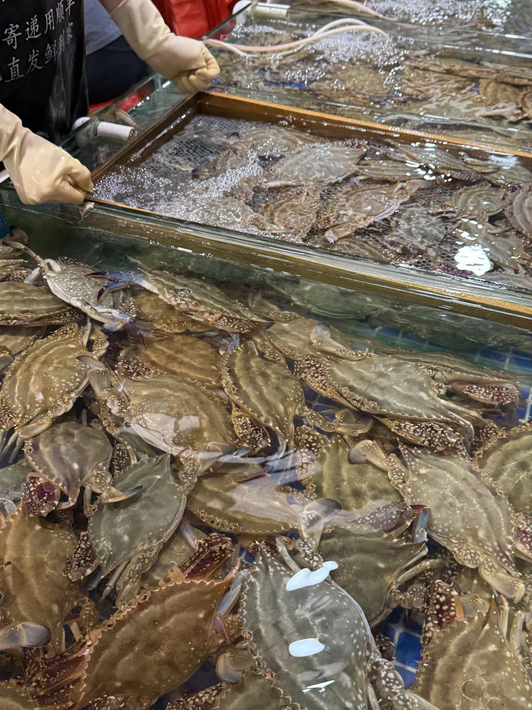 青岛最近尊嘟冷……但海鲜这肥度可蹭蹭涨!!