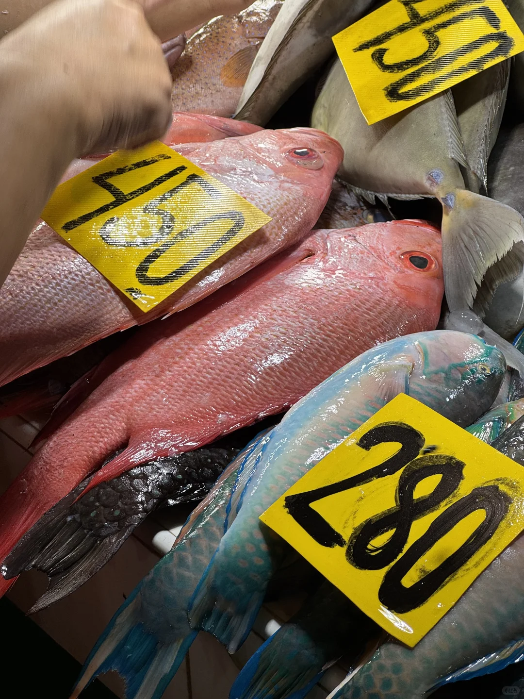 菲律宾薄荷岛最大海鲜市场，实现海鲜自由