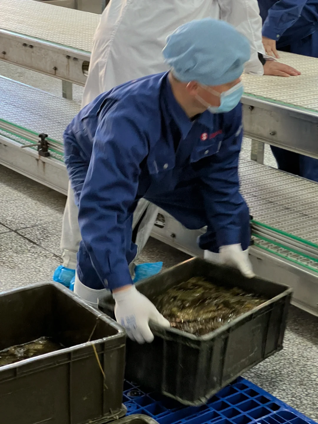 大连海参学习和考察工厂溯源之旅